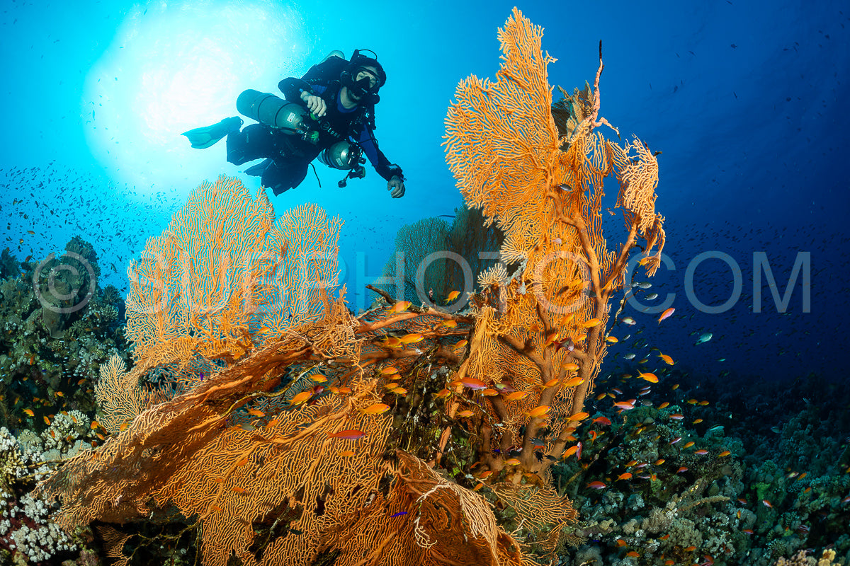 A scuba diver- wearing a rebreather- swims past a large- bright orange coral formation. The diver is silhouetted against the sun's rays- which shine down through the water.