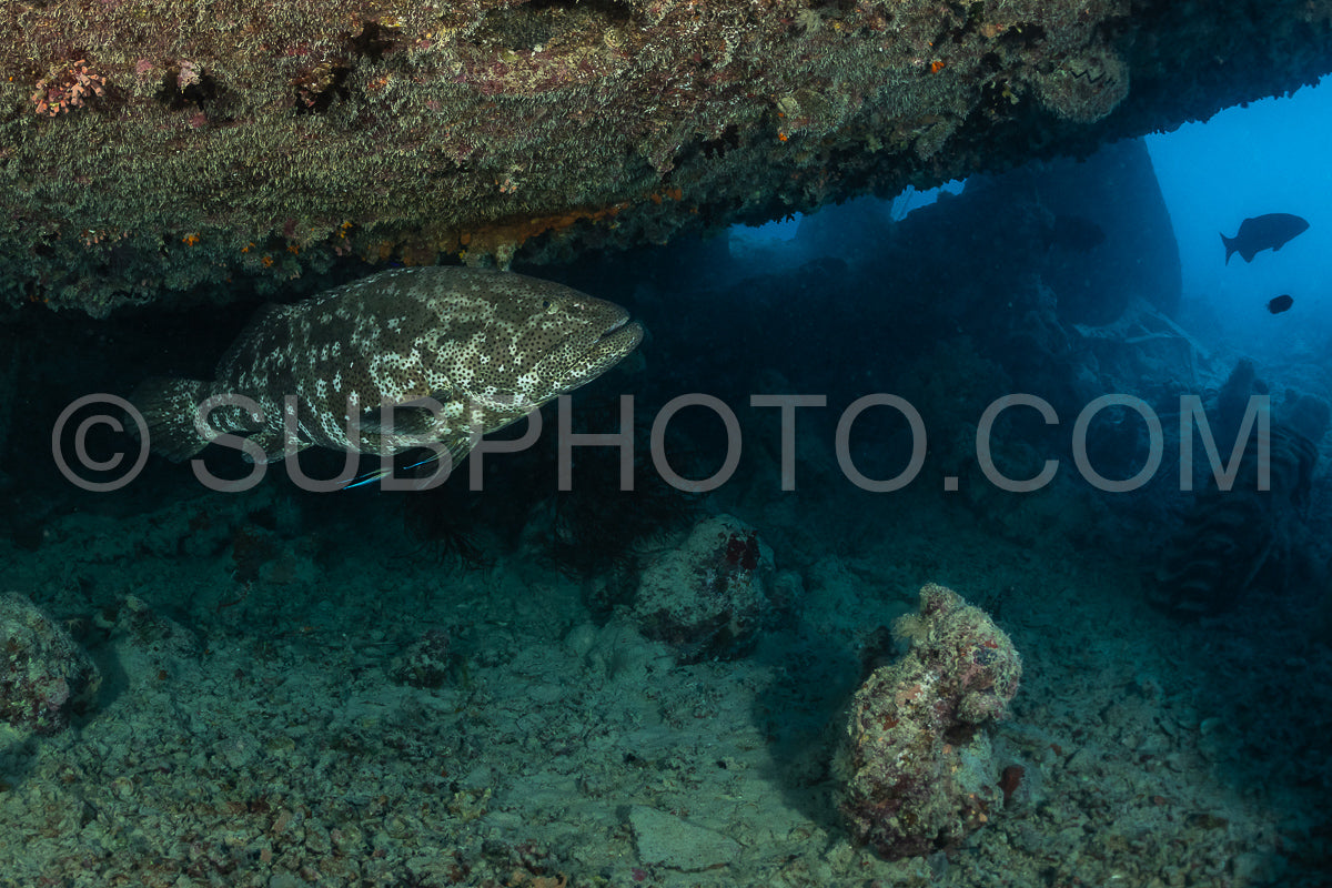 A large grouper fish with a mottled grey and brown body swims under a wreck in the Red Sea. The fish is swimming to the right- and its tail is visible in the lower left corner of the image.