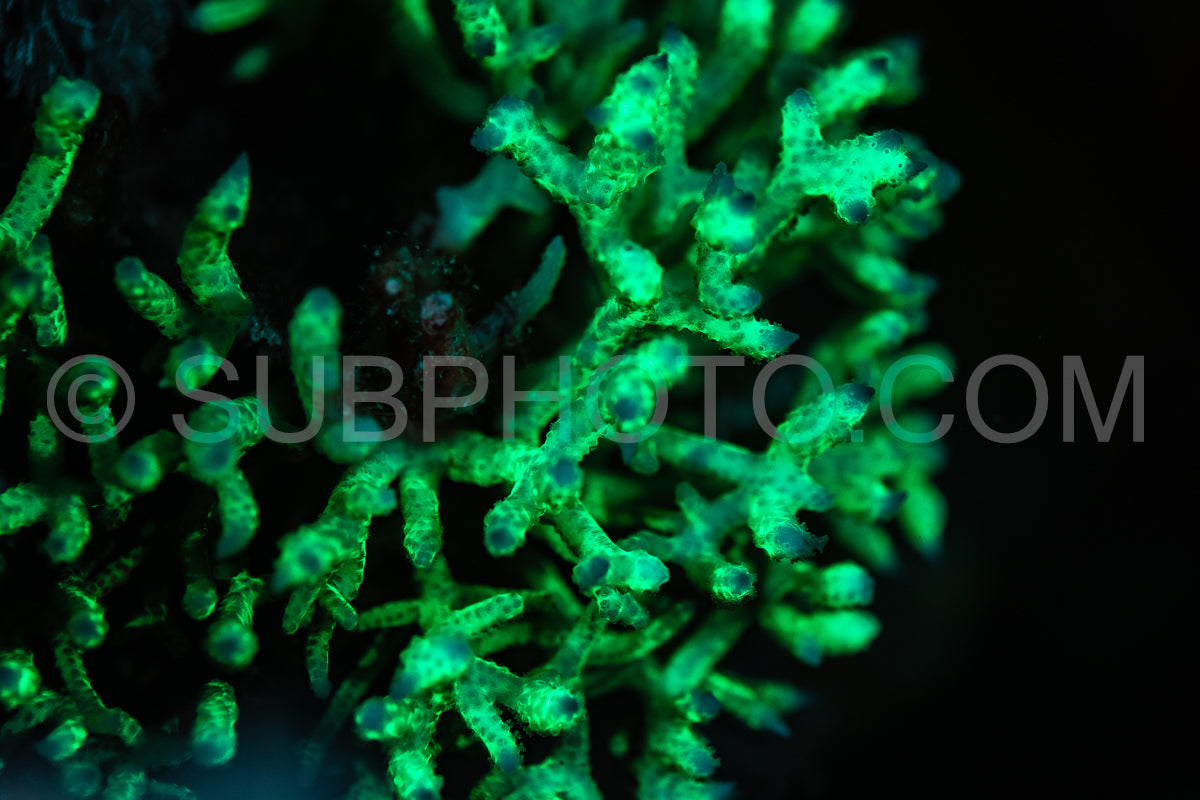 Close-up shot of fluorescent green coral glowing under a UV light.