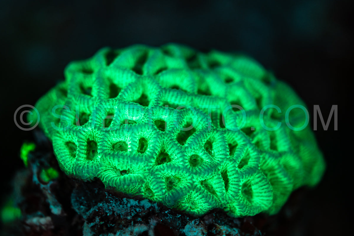 A close-up of a coral illuminated by UV light- showing its bright green fluorescence. The coral is in a dark environment- with the details of its intricate- circular structure visible.