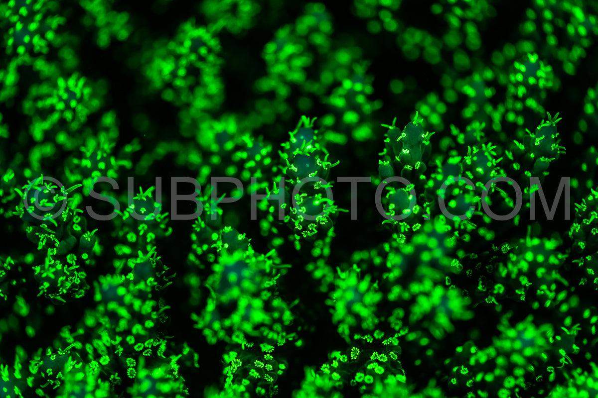 A close-up shot of coral in the Red Sea illuminated by ultraviolet light. The coral appears vibrant green- with a dark background.