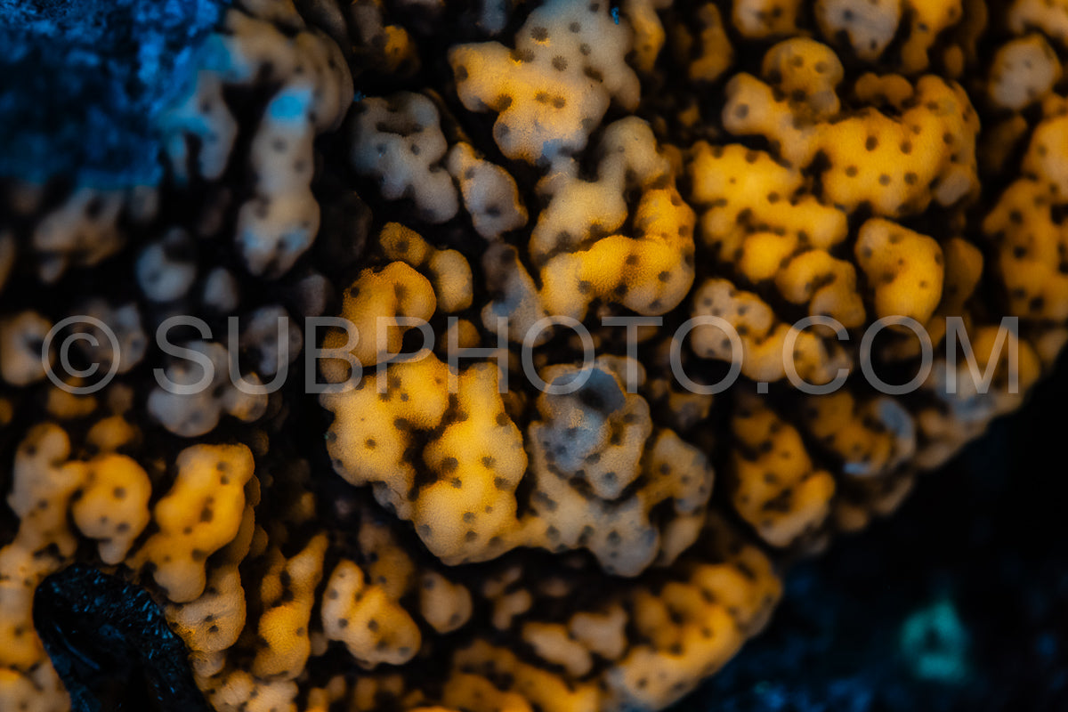 A close-up image of coral in the Red Sea- illuminated by UV light. The coral glows bright yellow- with some areas appearing blue.