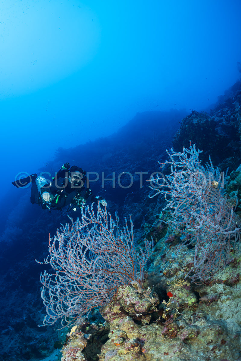 A diver- equipped with a rebreather- swims past a large coral formation in the Red Sea. The diver is silhouetted against the blue water- and the coral is a vibrant white against the blue background.
