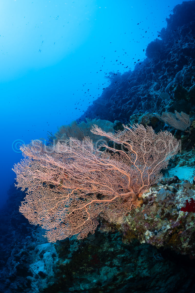 A delicate- pink sea fan grows from a coral reef wall in the Red Sea. Small fish swim in the background.