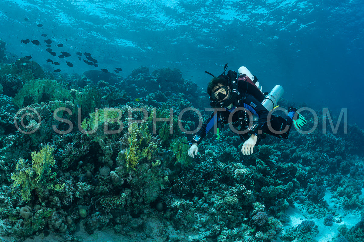 A diver wearing a rebreather swims through coral reefs in the Red Sea.
