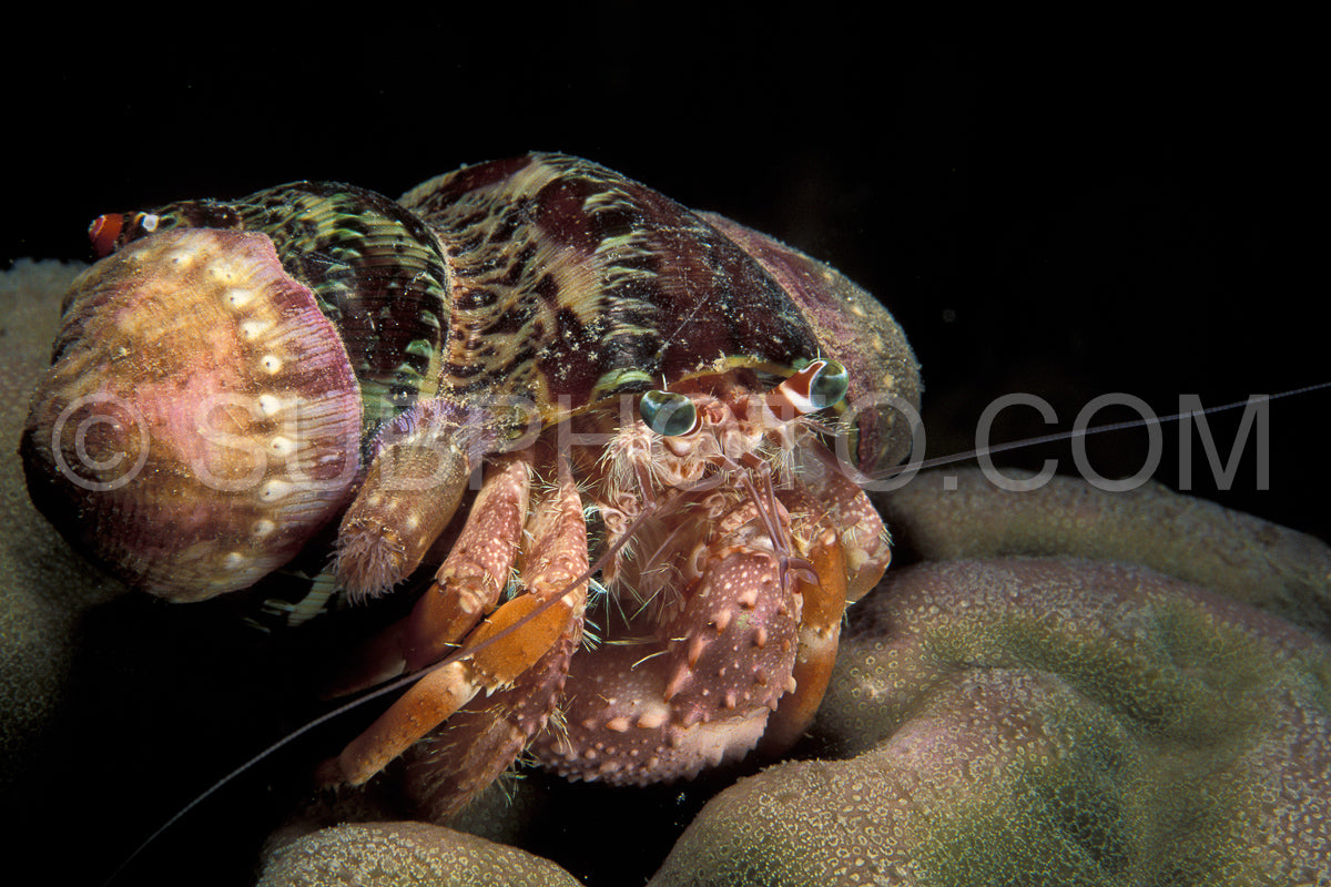 Anemone Hermit Crab