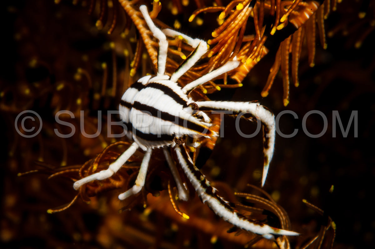 Photo de crinoïde élégant langouste