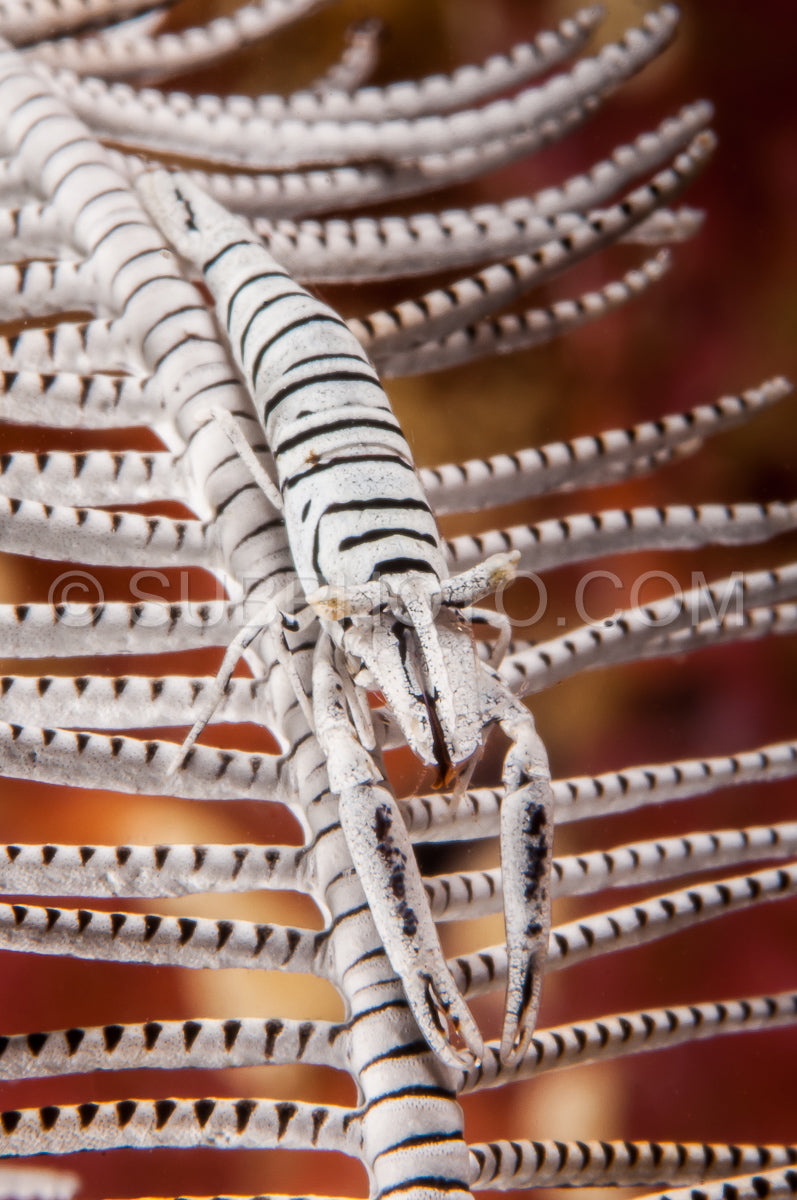 Photo de crevette crinoïde ambon noir et blanc