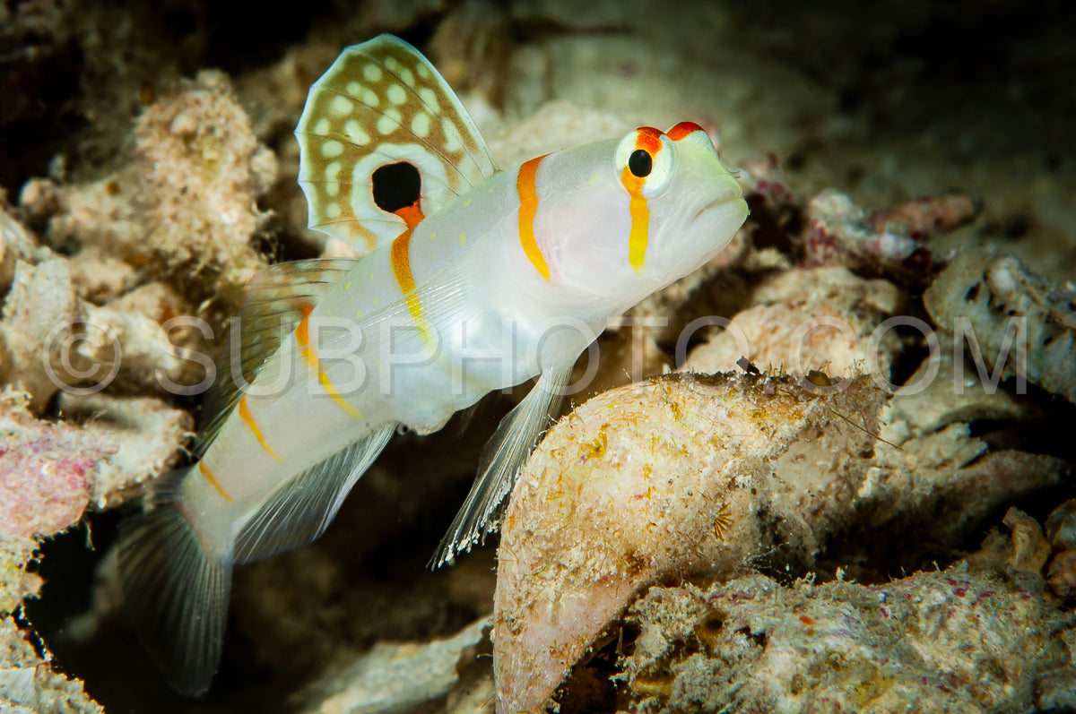 randall's shrimpgoby goby fish on sand