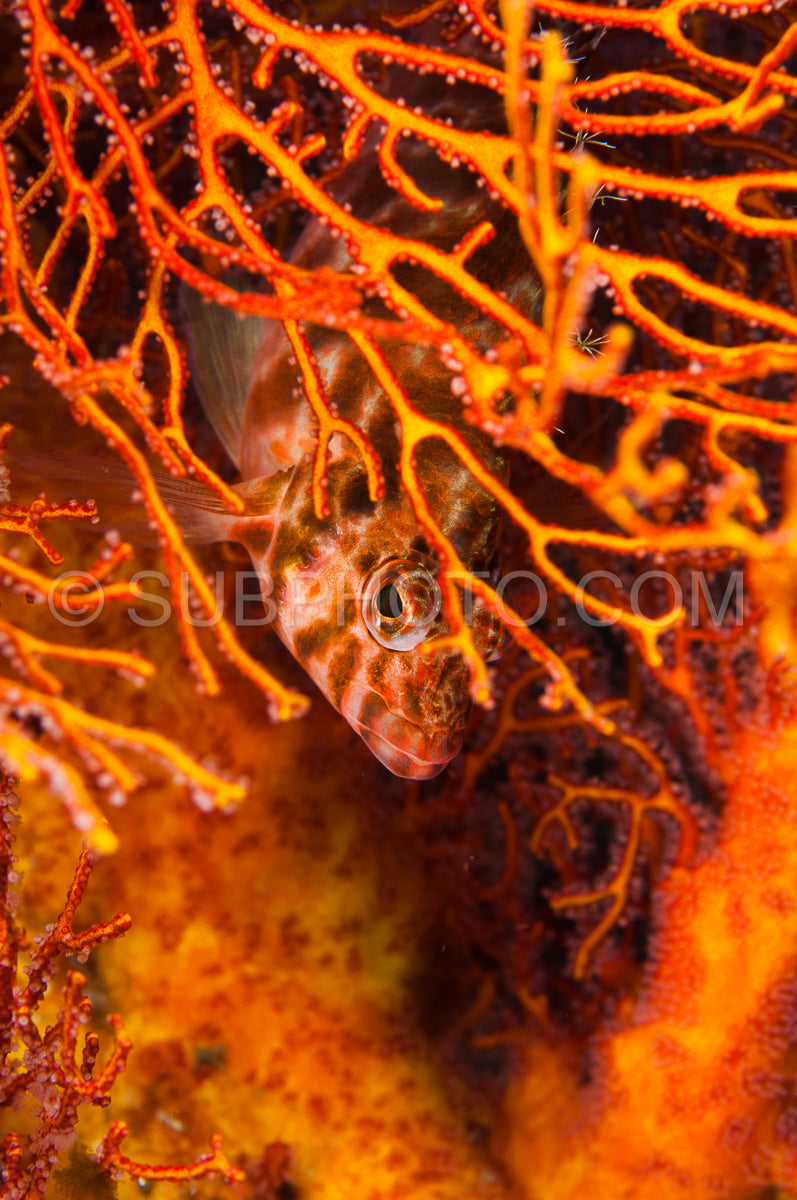 Photo de poisson épervier caché sous un corail mou