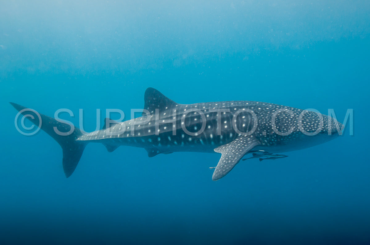 Photo de requin-baleine dans le bleu