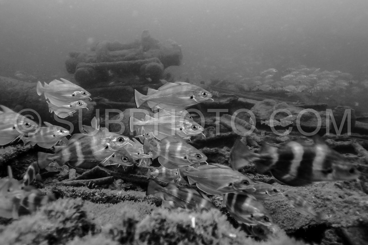 Diver in front of the Ville de Rochefort wreck in Brittany