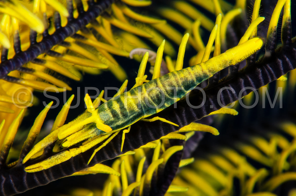 Photo de crevette crinoïde ambon noire et jaune