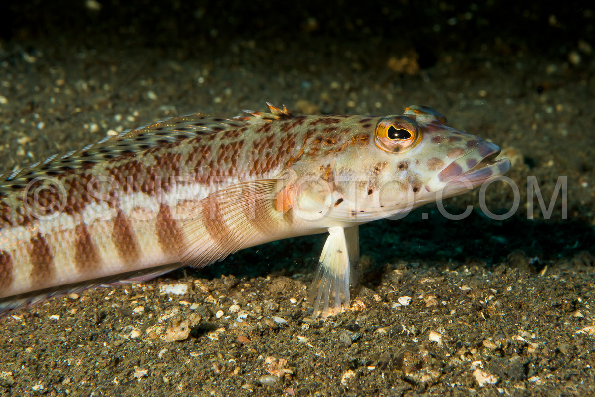 Photo de chabot femelle