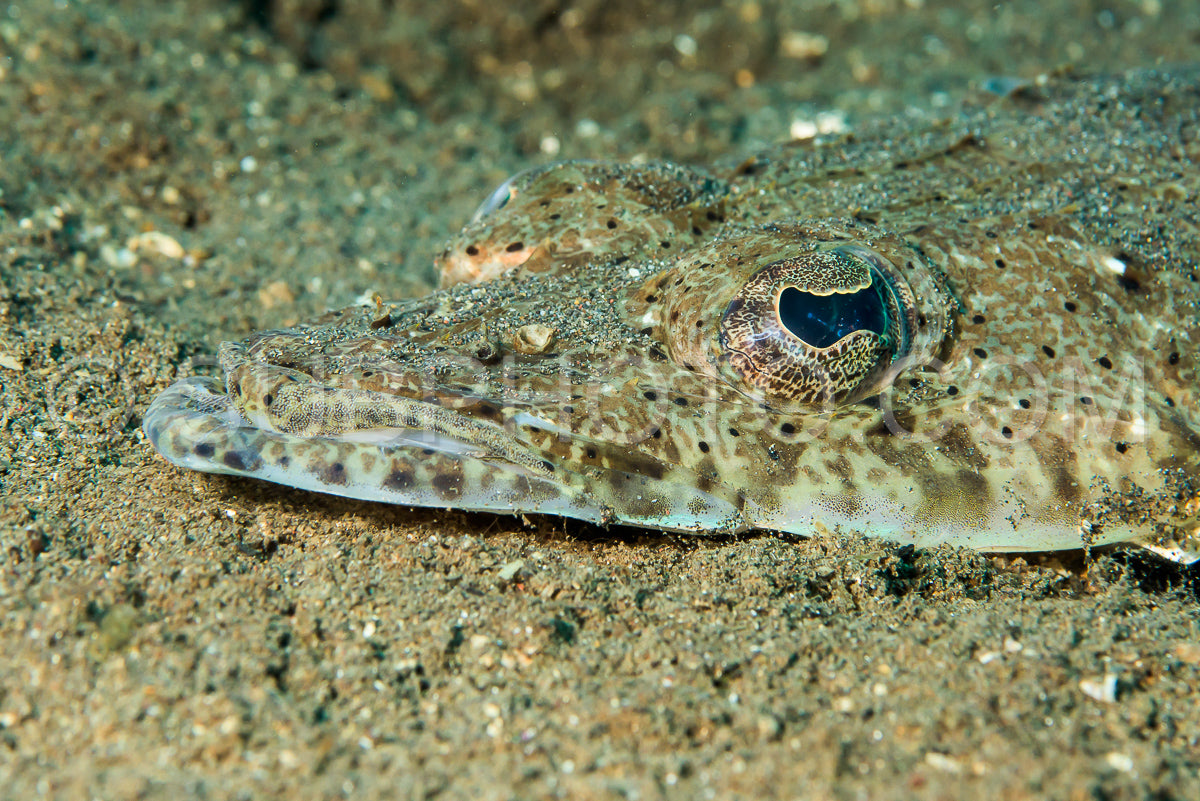 Photo de poisson à tête plate des Célèbes gros plan