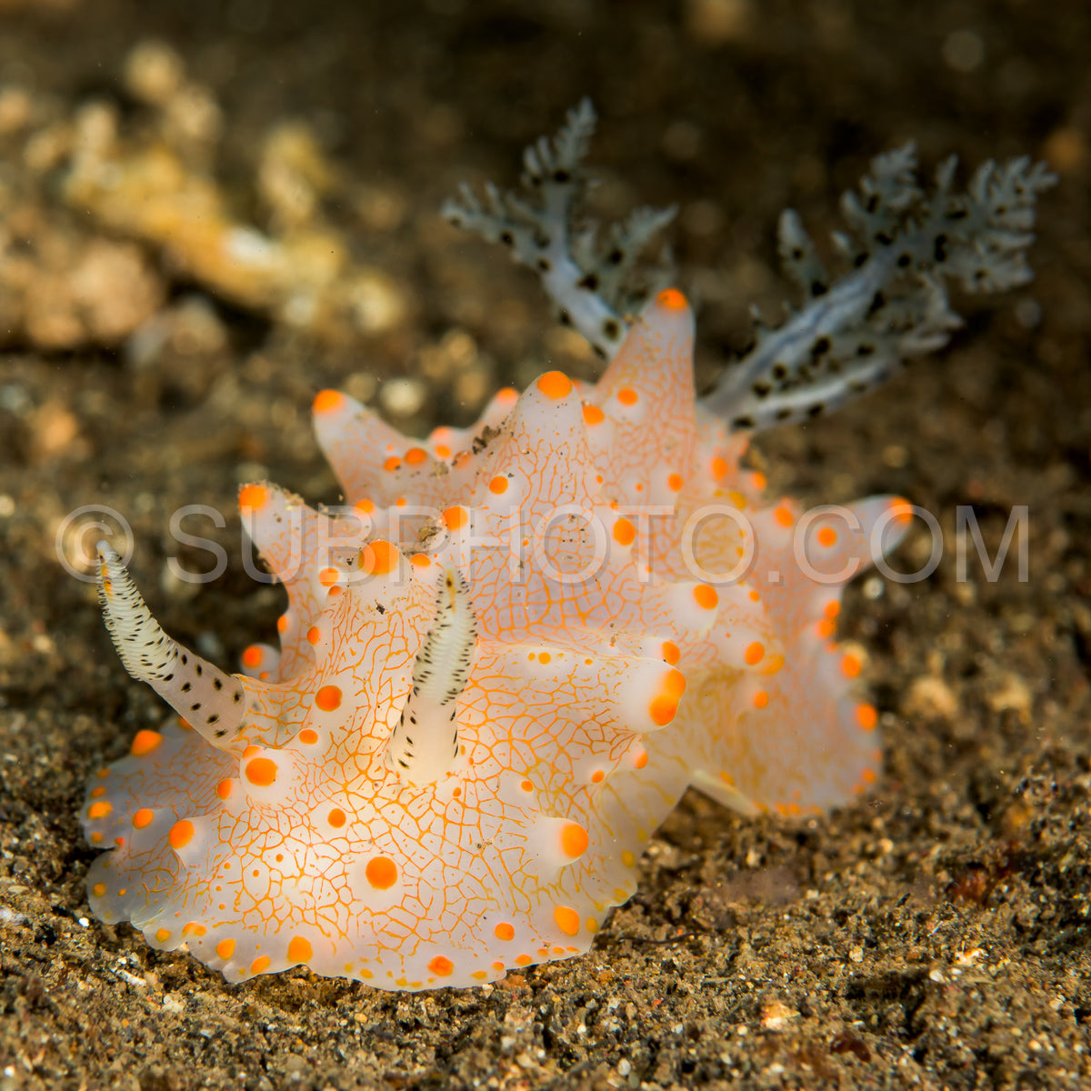 Photo de nudibranche limace de mer