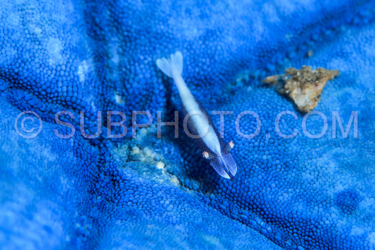 Photo de crevette étoile de mer bleue