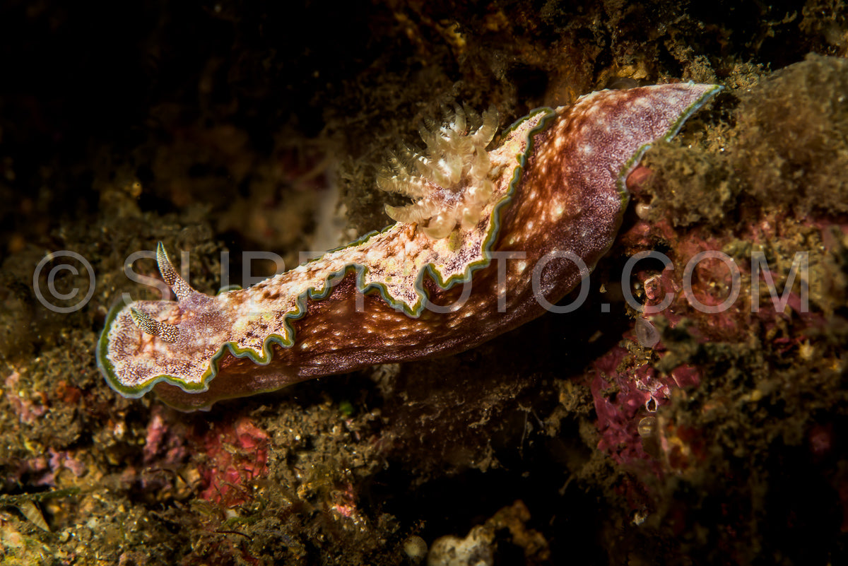 doris sea slug nudibranch