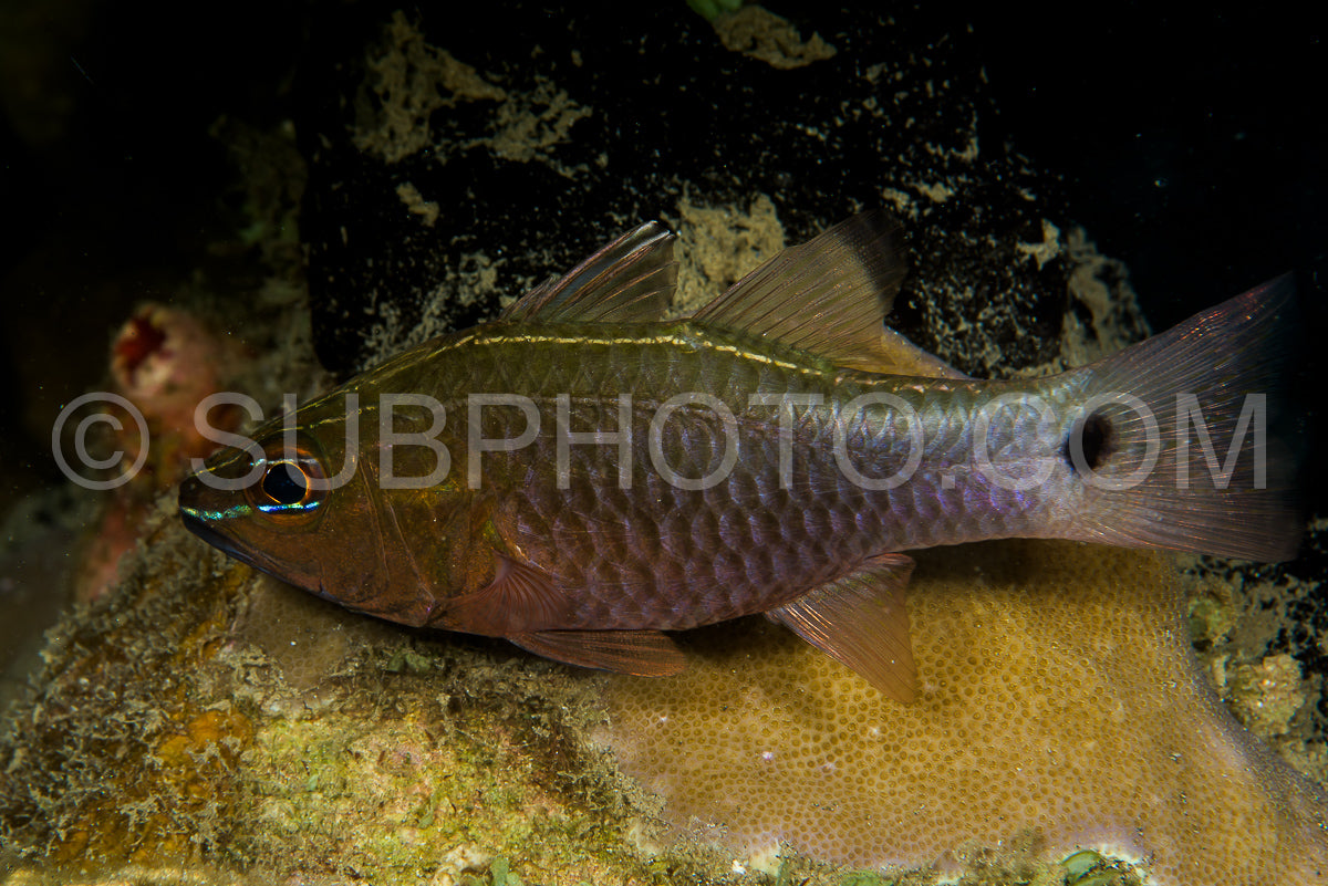 silverlined cardinalfish fish