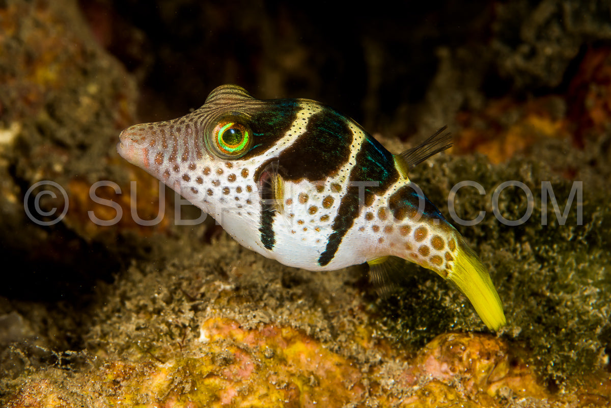 black-saddled toby fish at night