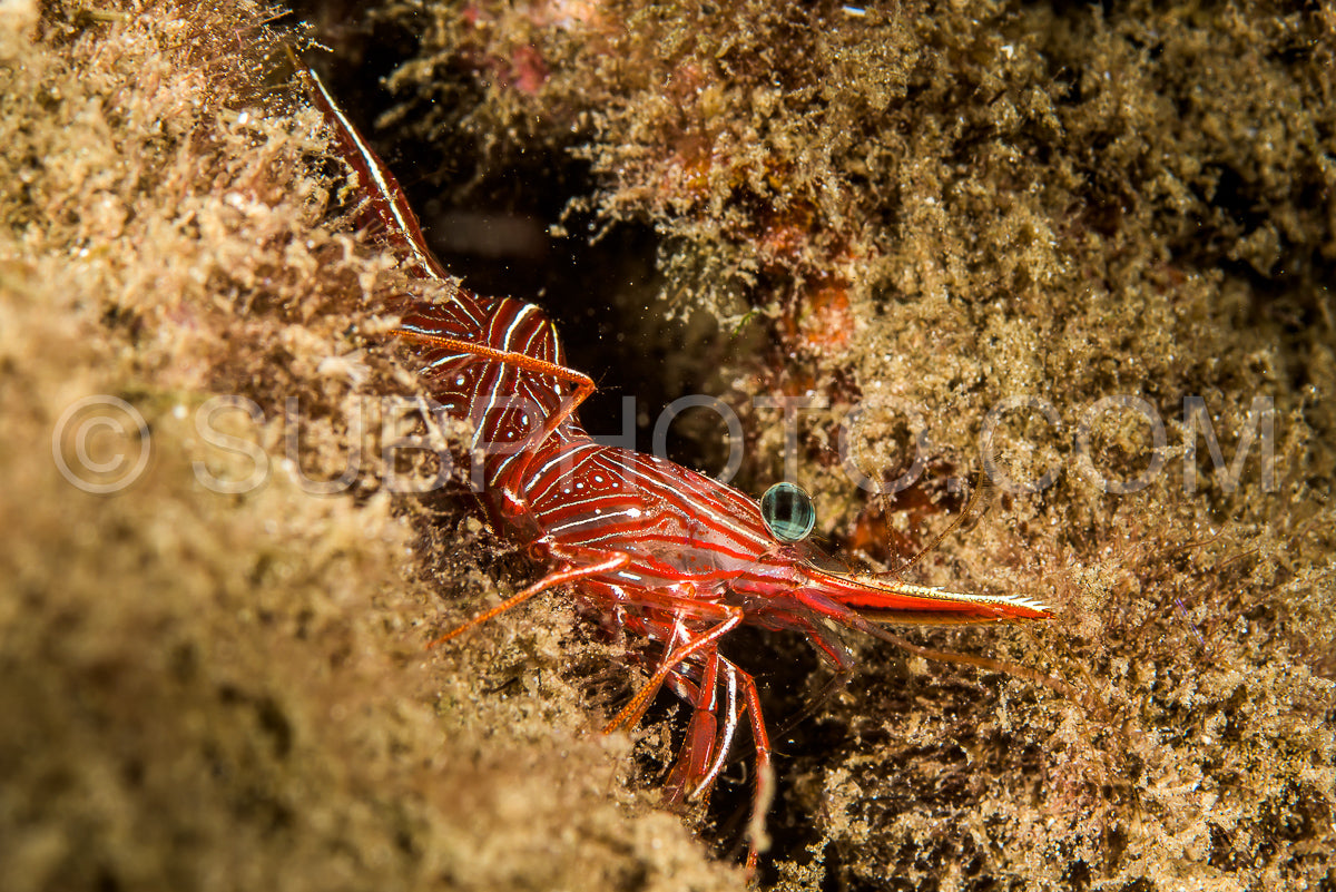 red dancing shrimp