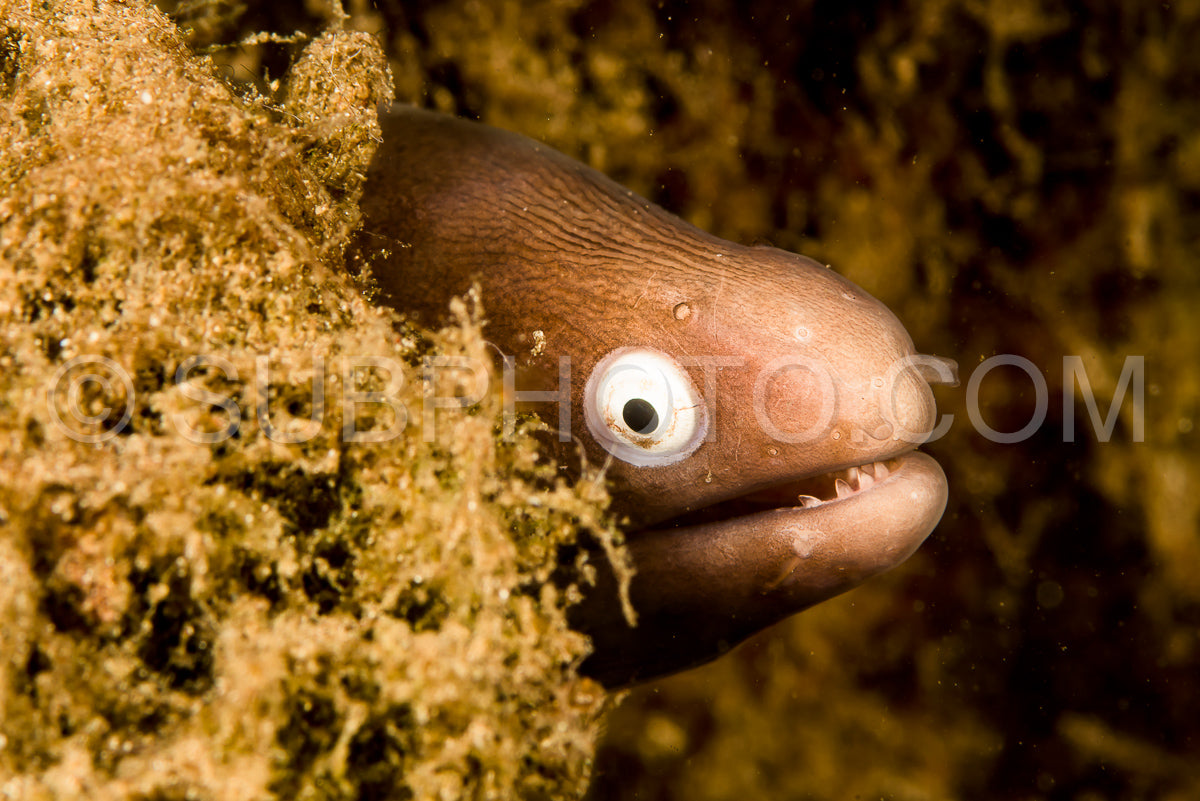 Photo de murène aux yeux blancs juvénile