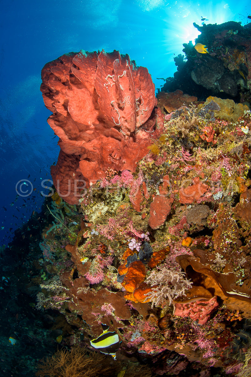 reef with soft and hard coral under the sun