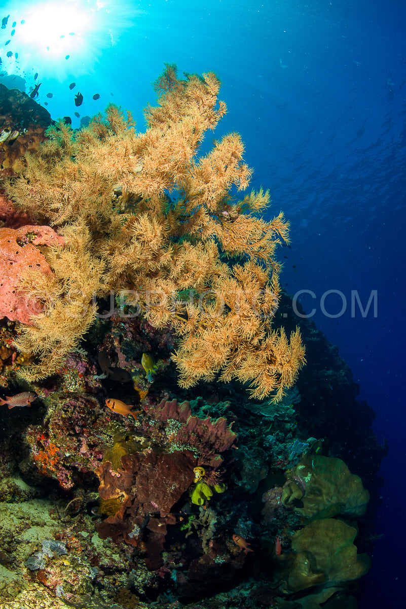 reef with soft and hard coral under the sun