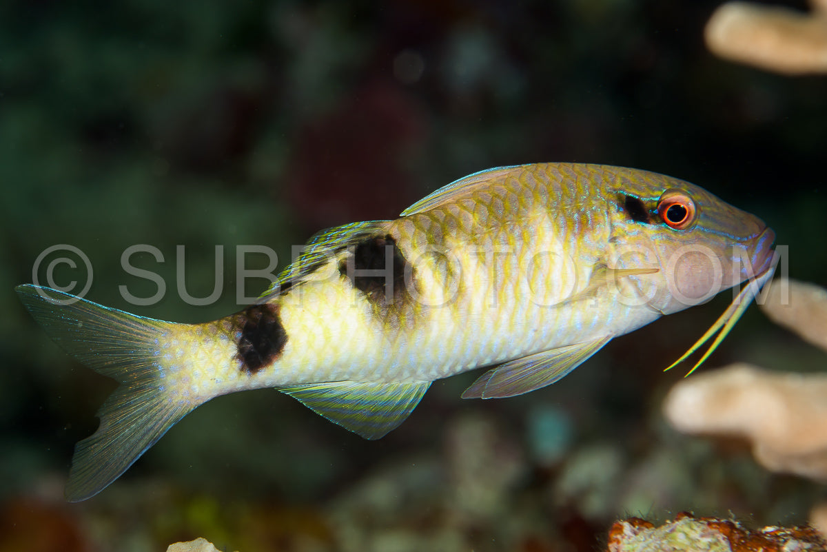 manybar goatfish fish