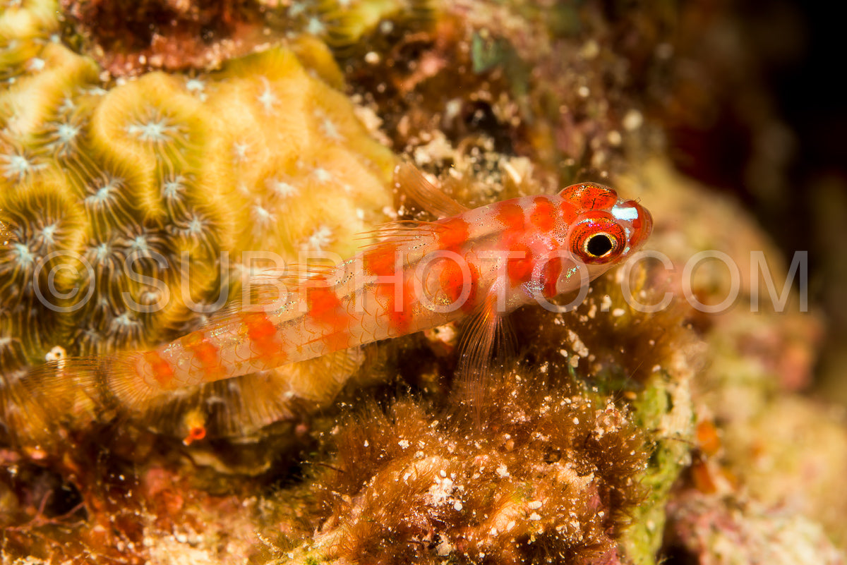 candycane pygmygoby fish