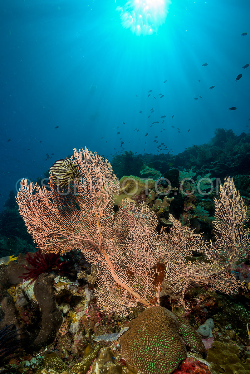 Photo de récif avec coraux mous et durs sous le soleil
