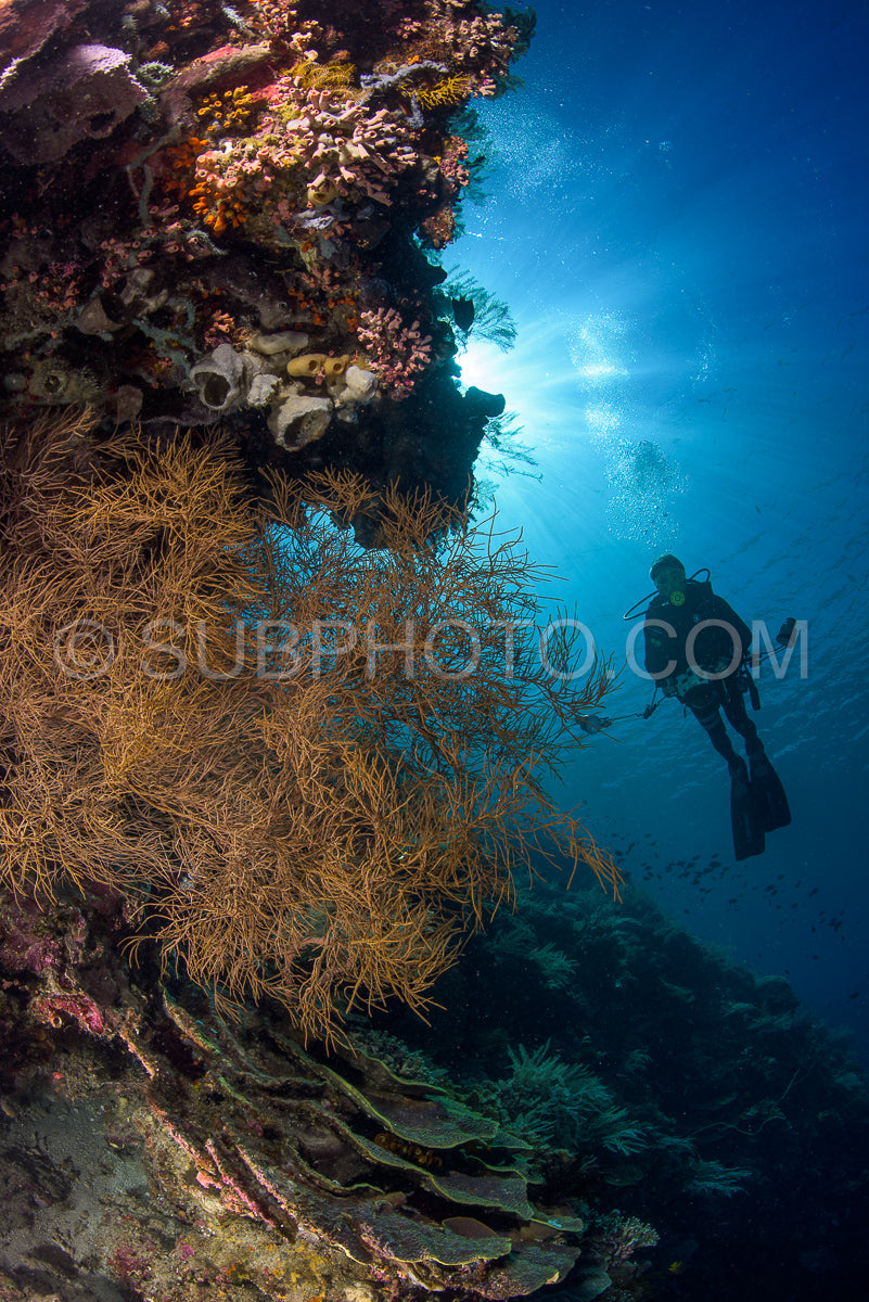 Photo de Plongeur sur un récif tropical avec des rayons de soleil à la surface