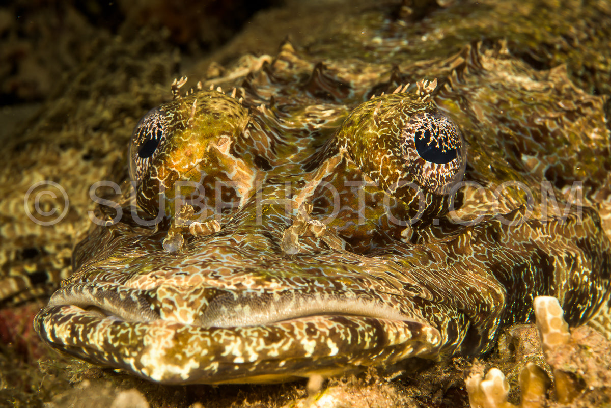 crocodile flathead fish