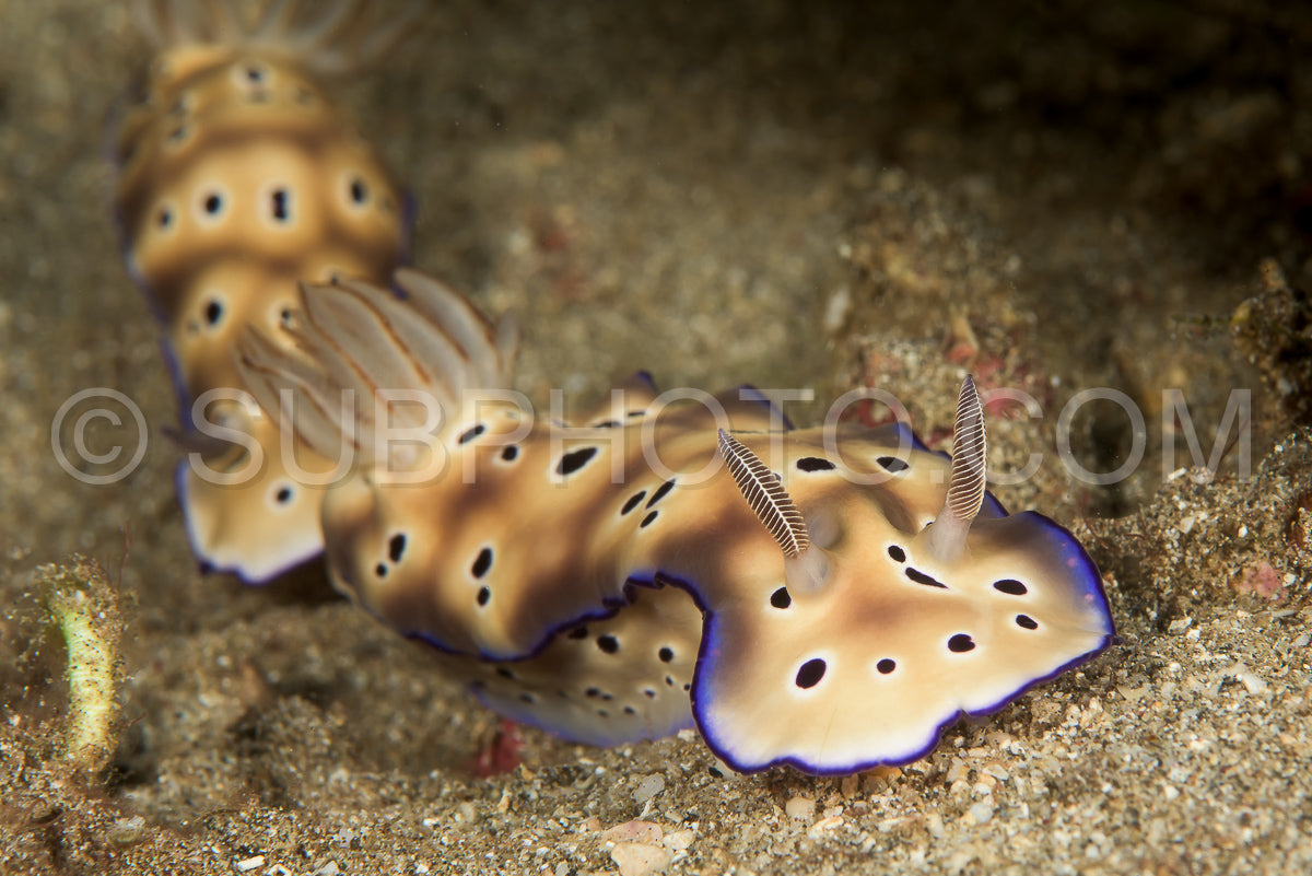 nudibranch sea slug