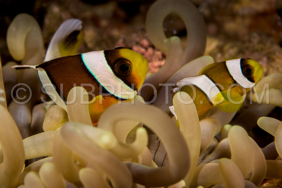 sebae anemonefish fish