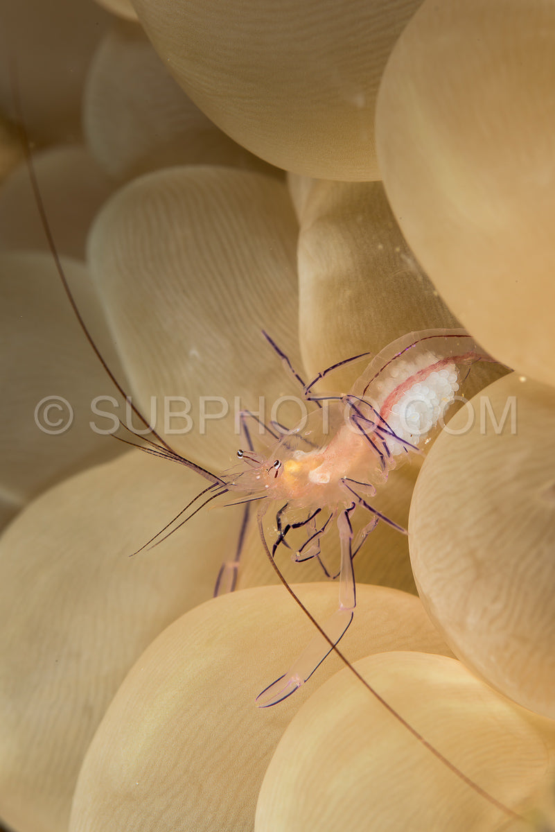 bubble coral shrimp