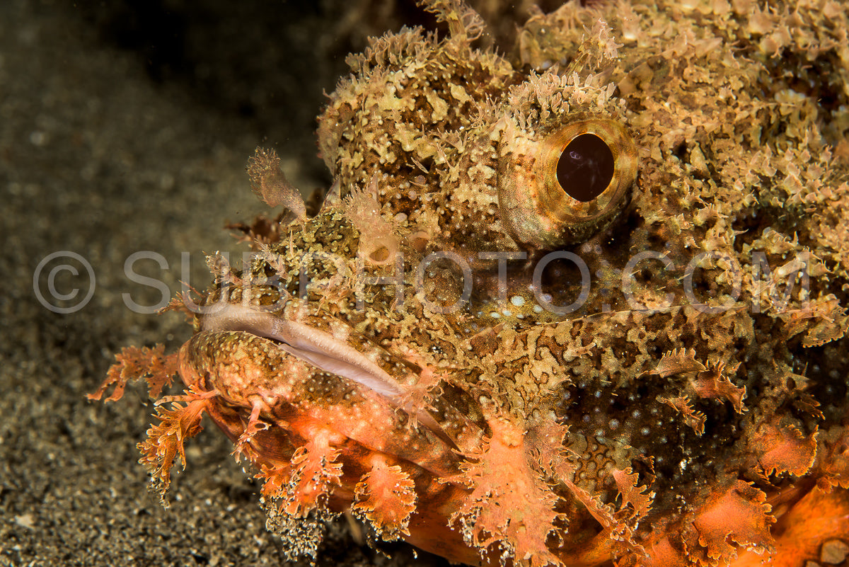 Photo de tête de rascasse à pompon