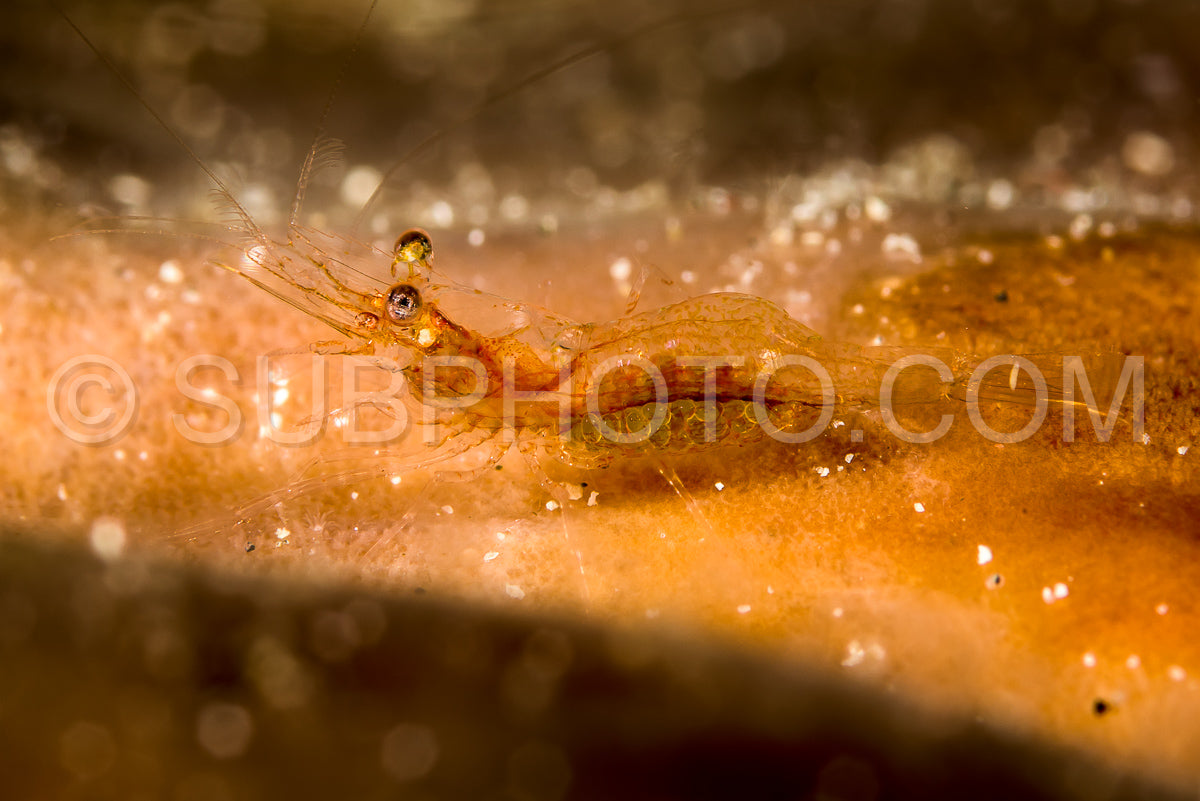 transluciant gorgonian shrimp