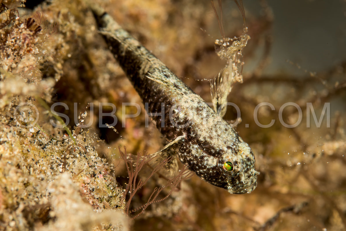 Photo de poisson nain ou sabre indéterminé