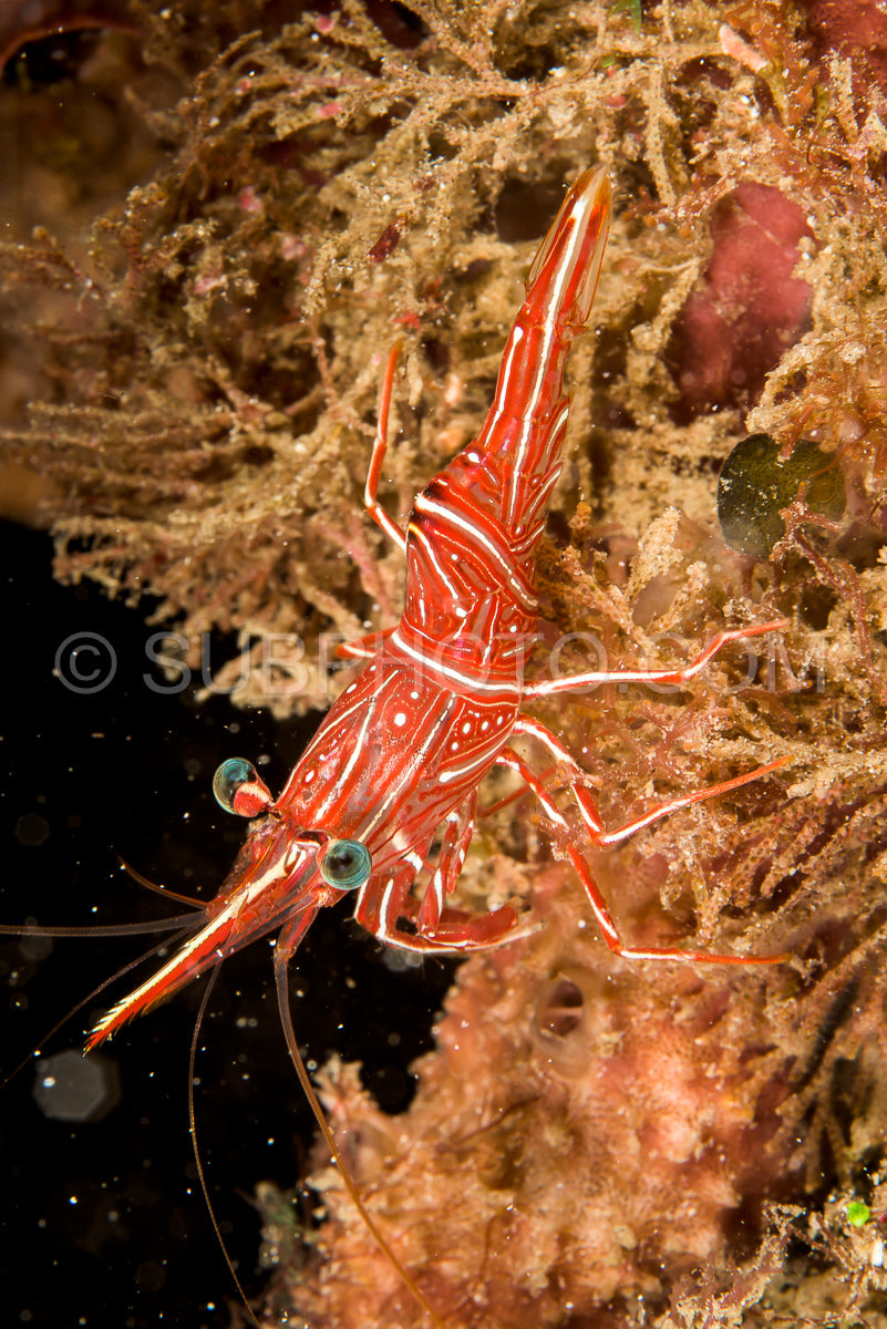 red dancing shrimp