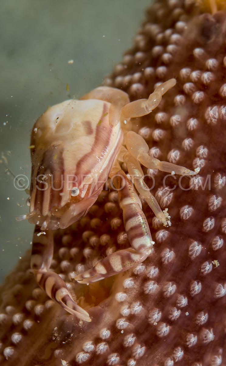 Haig's porcelain crab