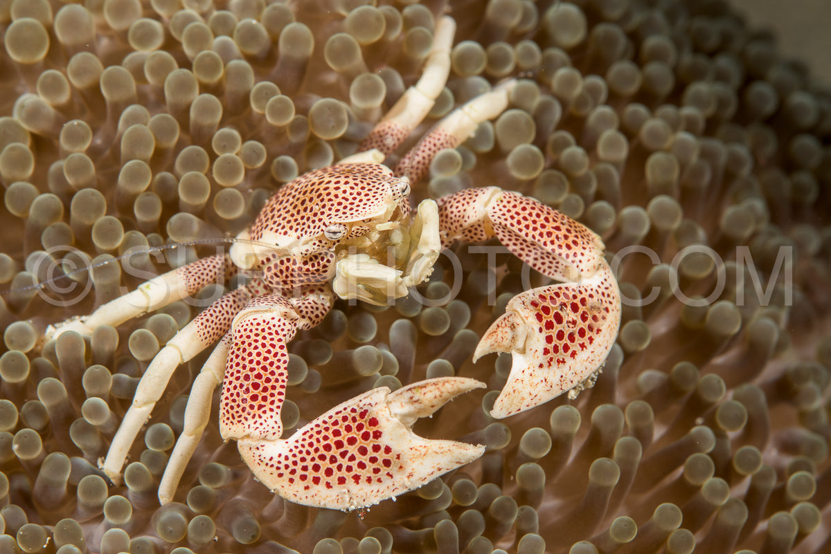 Photo de Crabe de porcelaine dans une anémone