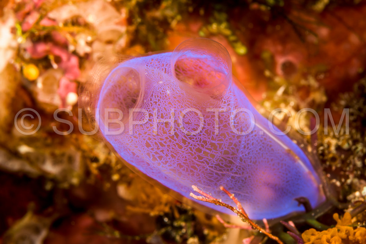 blue ascidian filtering water