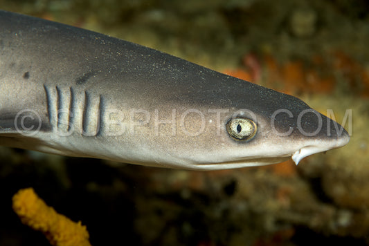 Photo de tête de requin de récif à pointe blanche