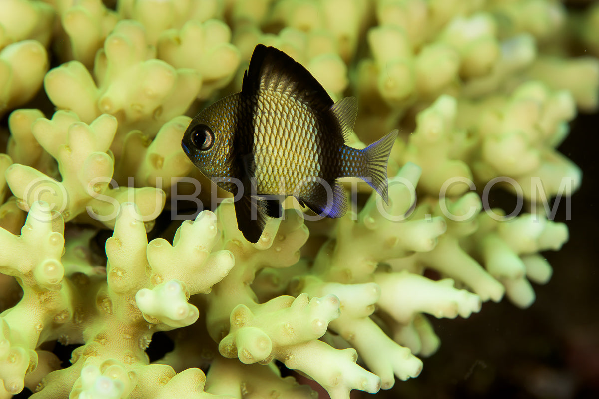 reticulated dascyllus fish
