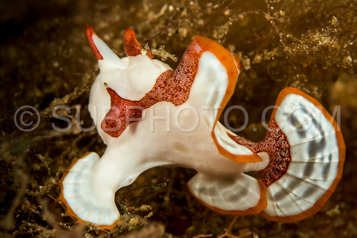 Photo de poisson-grenouille verruqueux juvénile