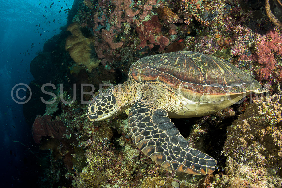 Photo de tortue verte