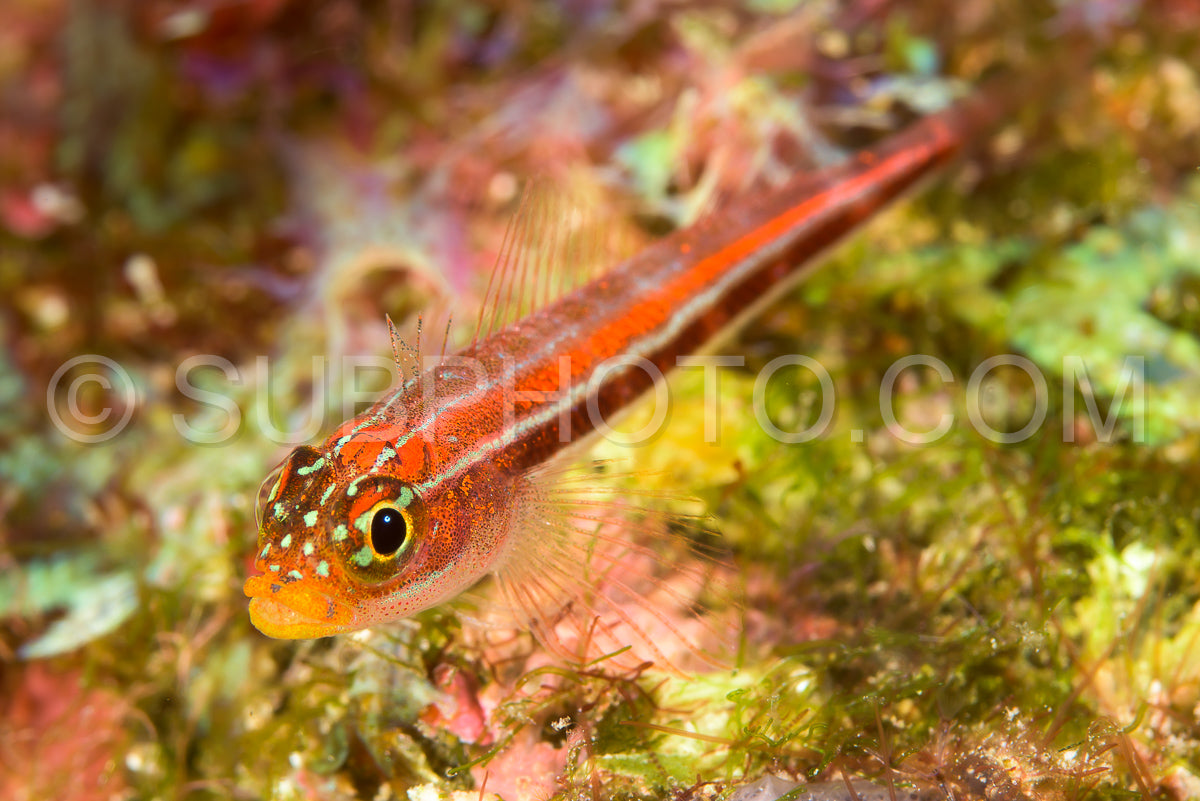 striped triplefin fish