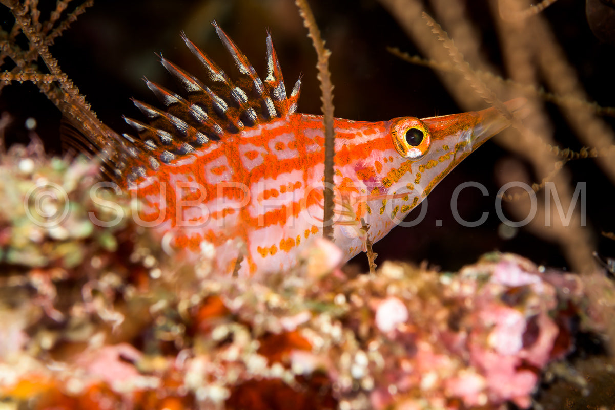 longnose hawkfish fish