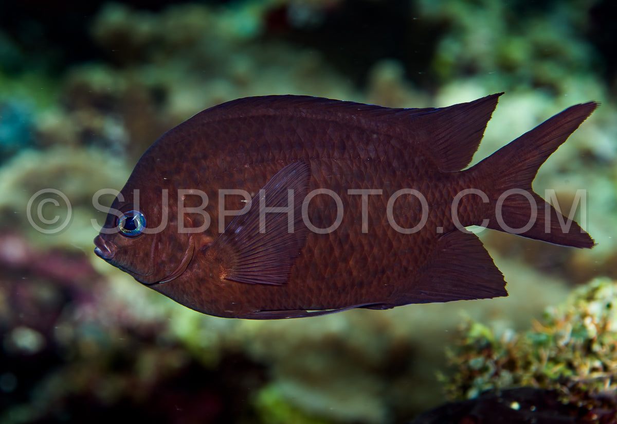 komodo damsel fish